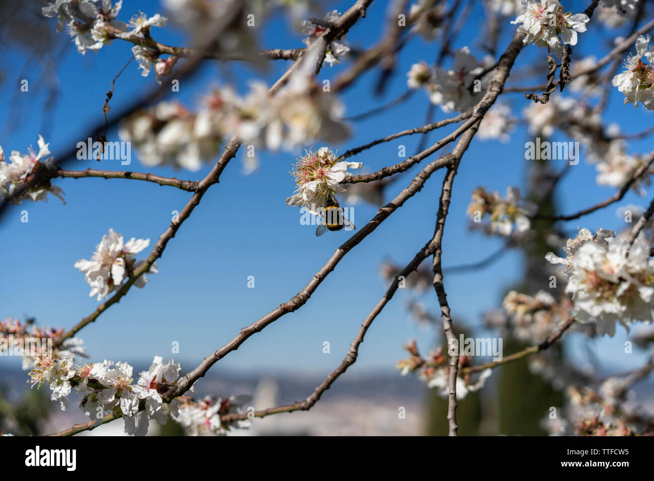 Fleurs de l'amandier contre ciel bleu aux beaux jours de printemps Banque D'Images