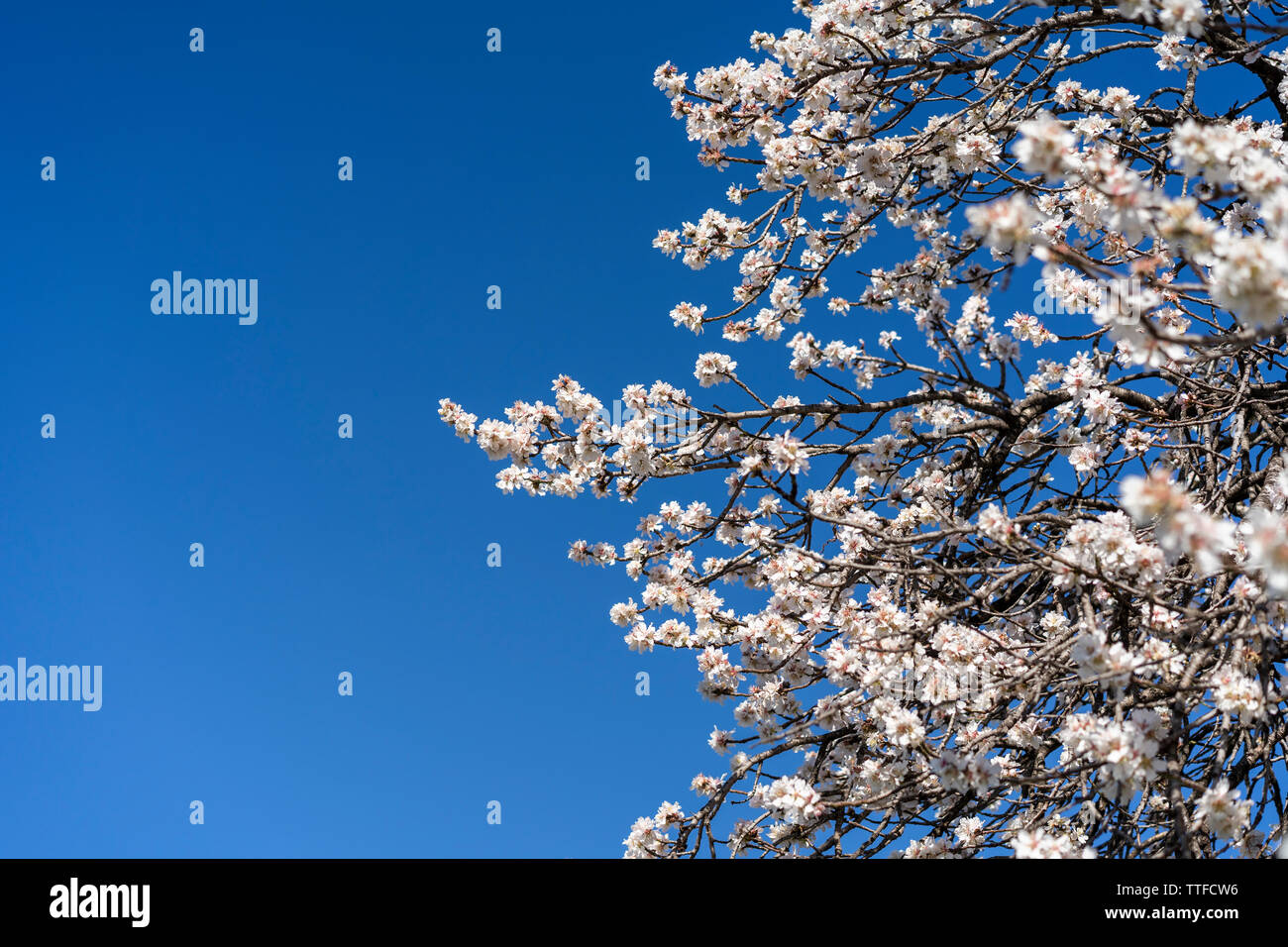 Fleurs de l'amandier contre ciel bleu aux beaux jours de printemps Banque D'Images