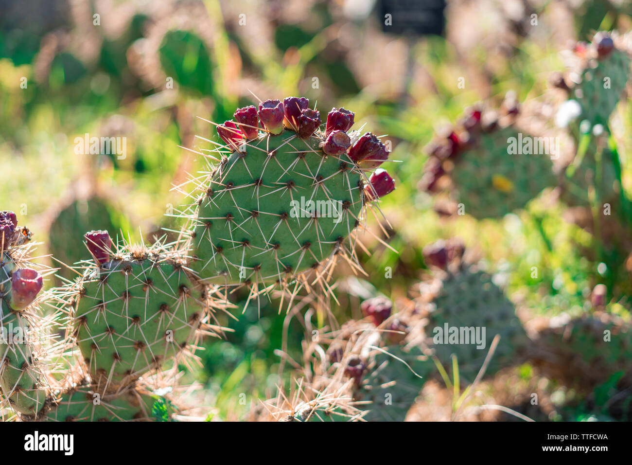 Cactus avec des fleurs rouges sur le jardin aux beaux jours Banque D'Images