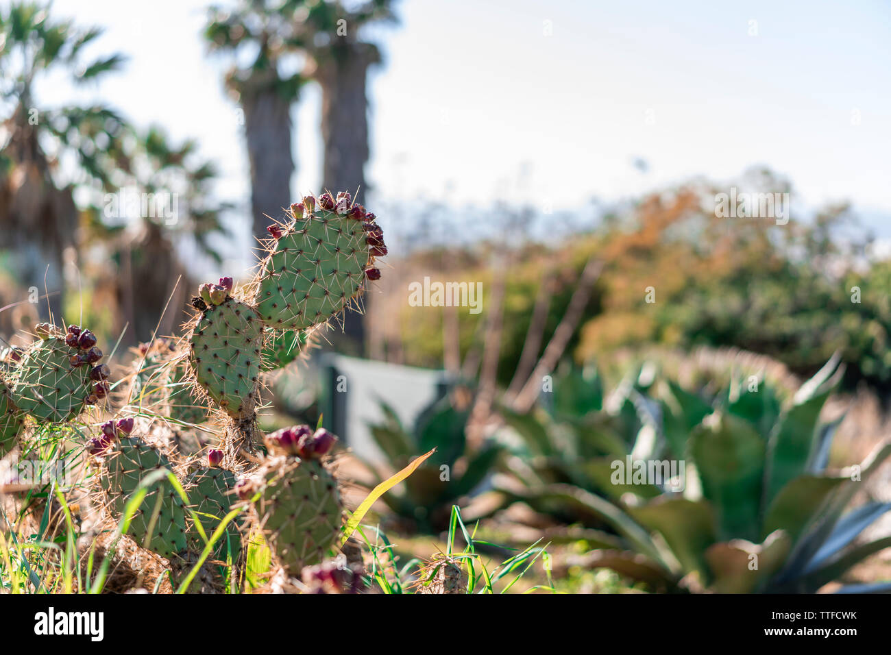 Cactus hérissés sur jardin aux beaux jours Banque D'Images
