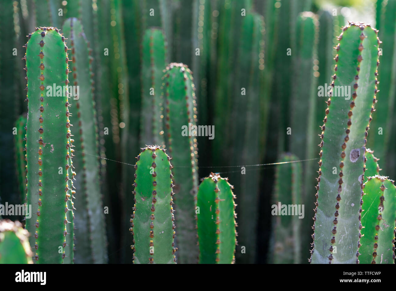 Cactus sur journée ensoleillée sur jardin Banque D'Images