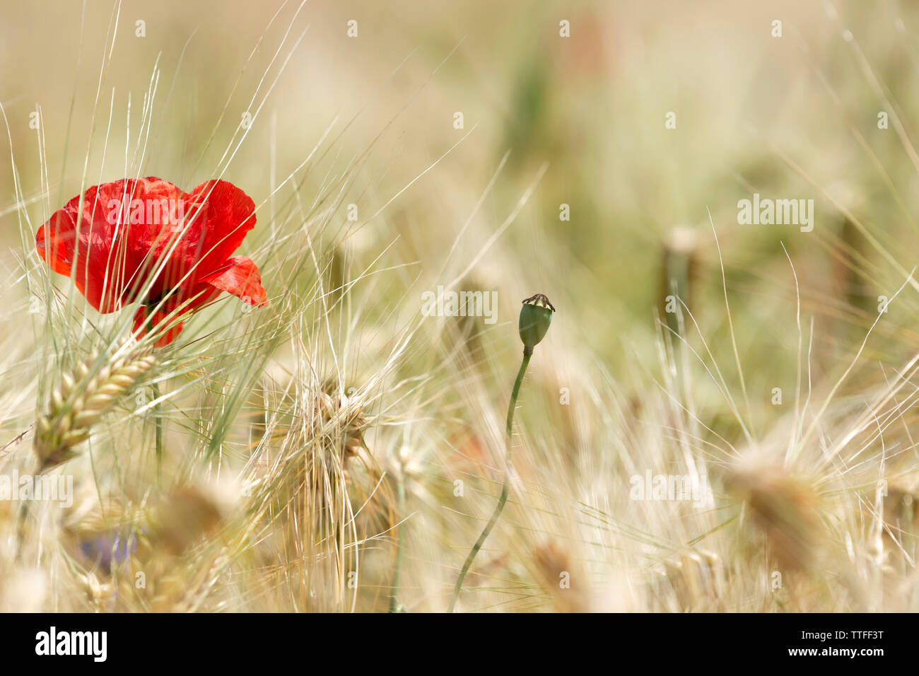 Detail De Champ De Ble Avec Coquelicot Et Bleuet Photo Stock Alamy Detail De Champ De Ble Avec Coquelicot Et Bleuet Photo Stock Alamy