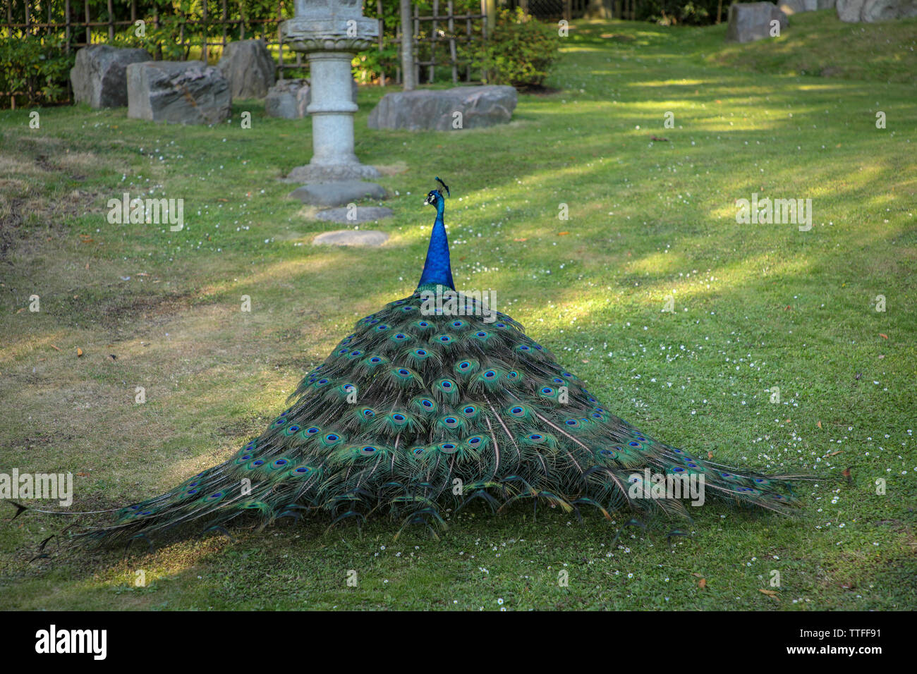 Peacock marche loin dans Holland Park Banque D'Images
