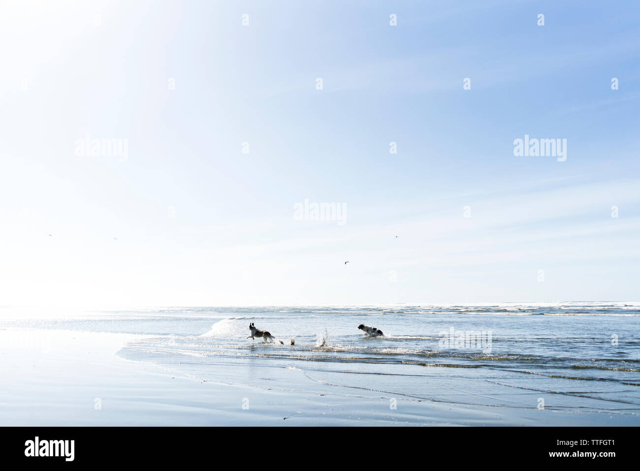 Deux chiens courir sur la plage sur l'océan Banque D'Images