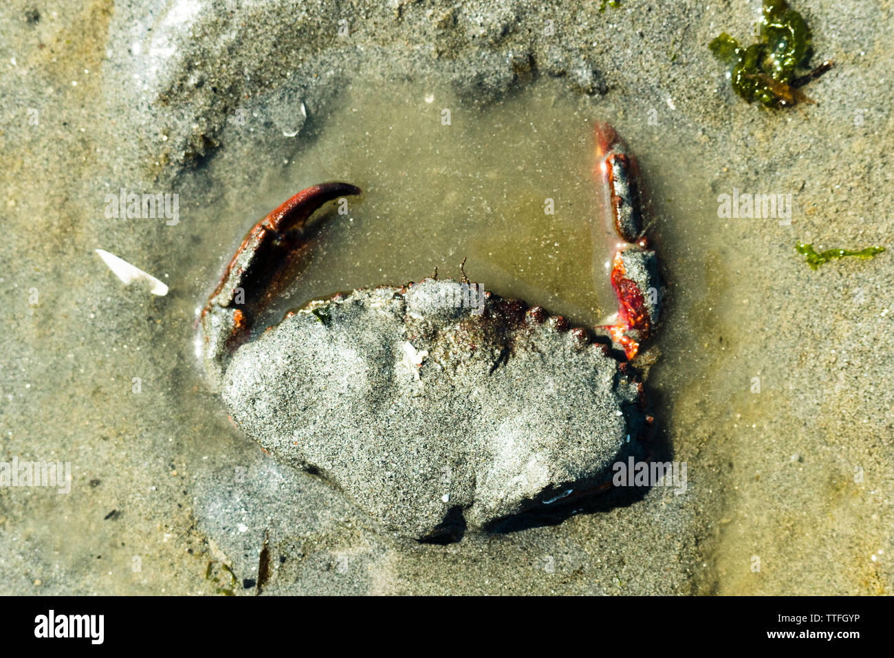 Vue de dessus d'un crabe nordique creusent le sable d'une plage Banque D'Images