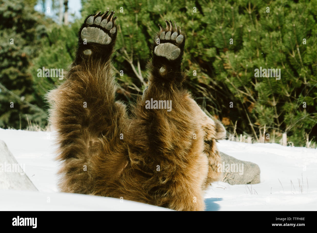 Tout droit sur un Grizzly avec ses mains tout droit dans l'air Banque D'Images Tout droit sur un Grizzly avec ses mains tout droit dans l'air Banque D'Images