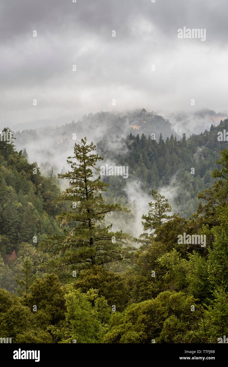 Forêts couvrant les montagnes avec brouillard accroché aux arbres sous ciel nuageux Banque D'Images