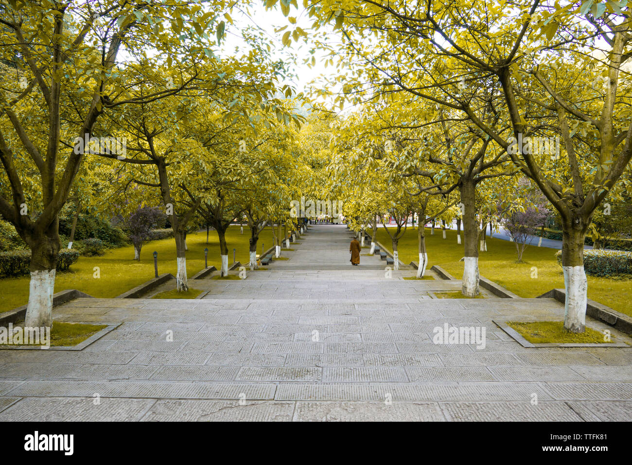 Point de vue de pas moins au milieu des arbres à park Banque D'Images