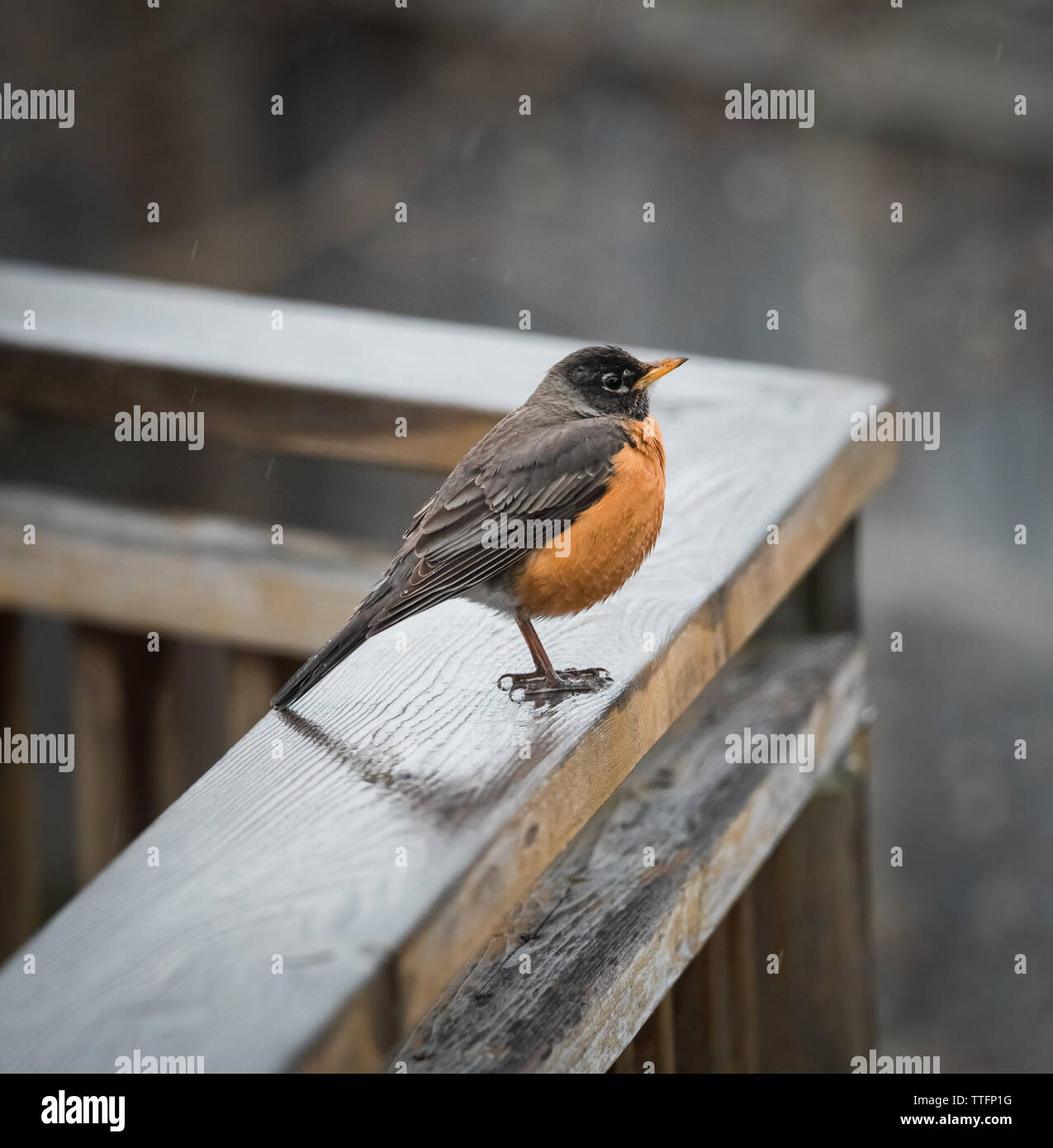 Close up of robin redbreast oiseau perché sur une rampe en bois sous la pluie. Banque D'Images