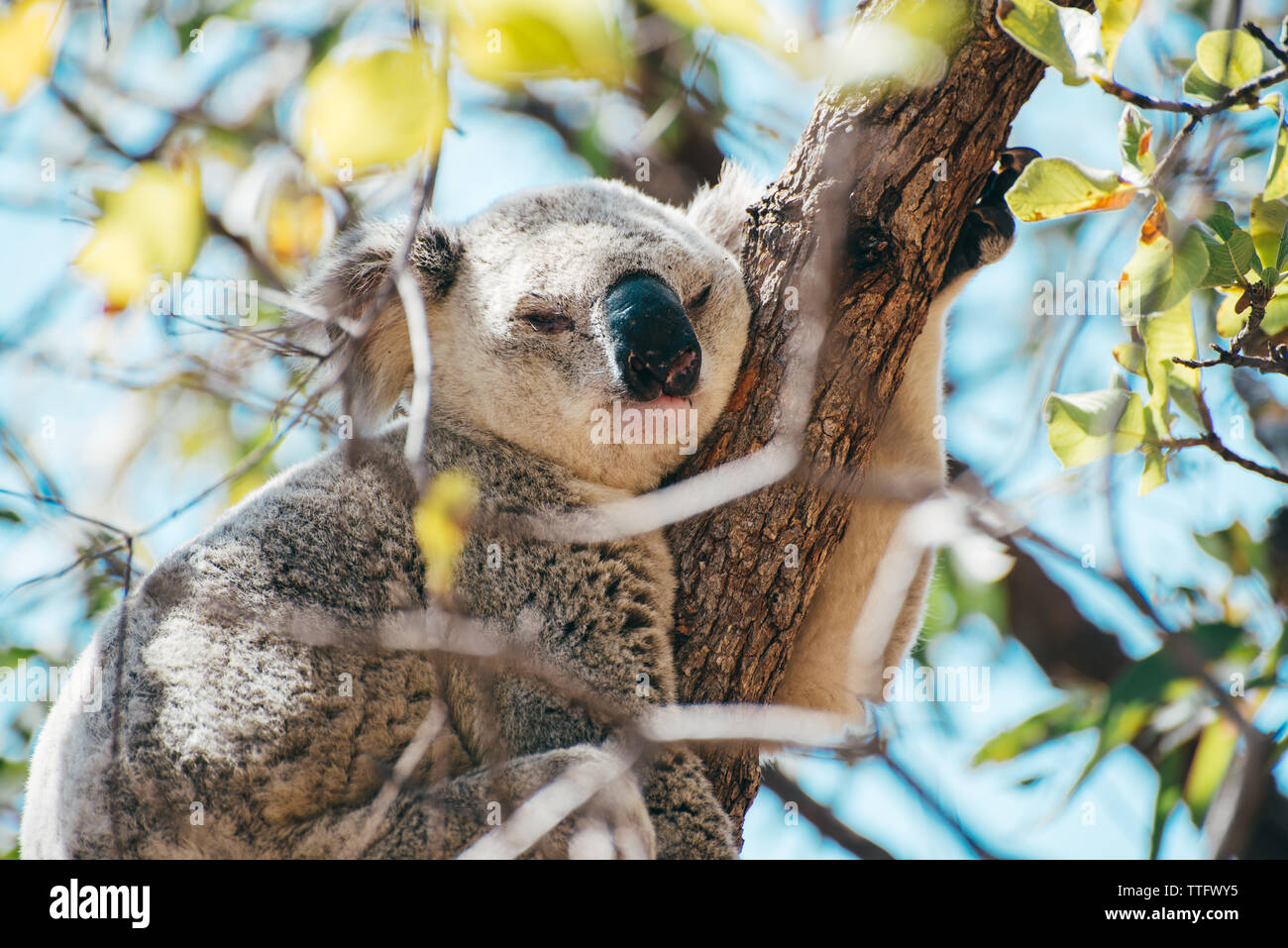 Koala adultes dormant sur une branche d'arbre à Magnetic Island Banque D'Images