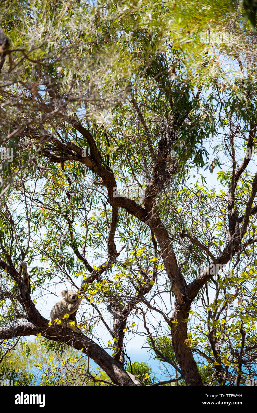 Koala adultes prendre une sieste sur eucalyptus tree branch à Magnetic Island Banque D'Images