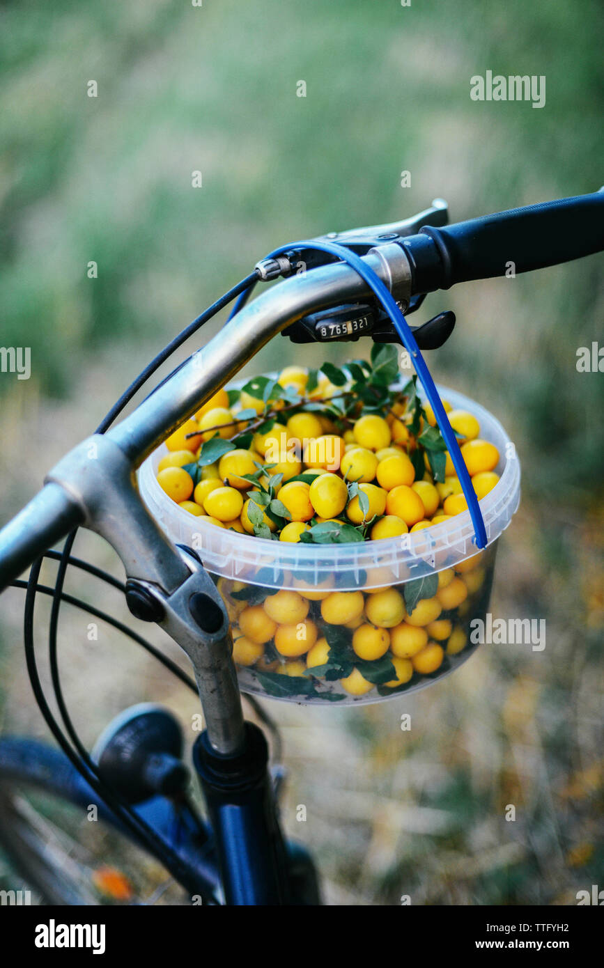 Portrait d'greengages dans panier suspendu à la poignée de vélo Banque D'Images