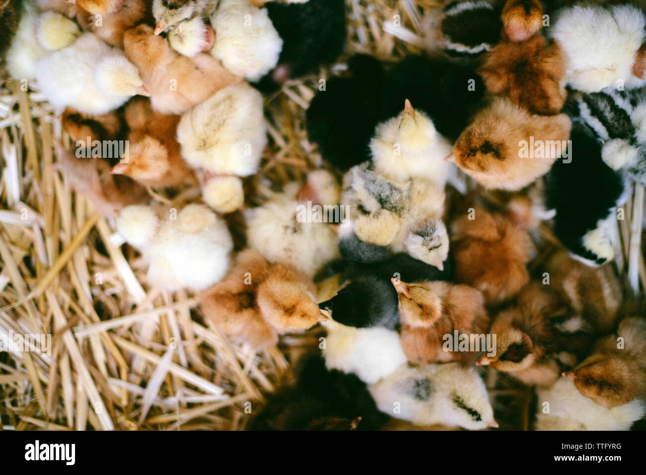 Close-up of adorable poussins dans une boîte. Vue de dessus. Banque D'Images