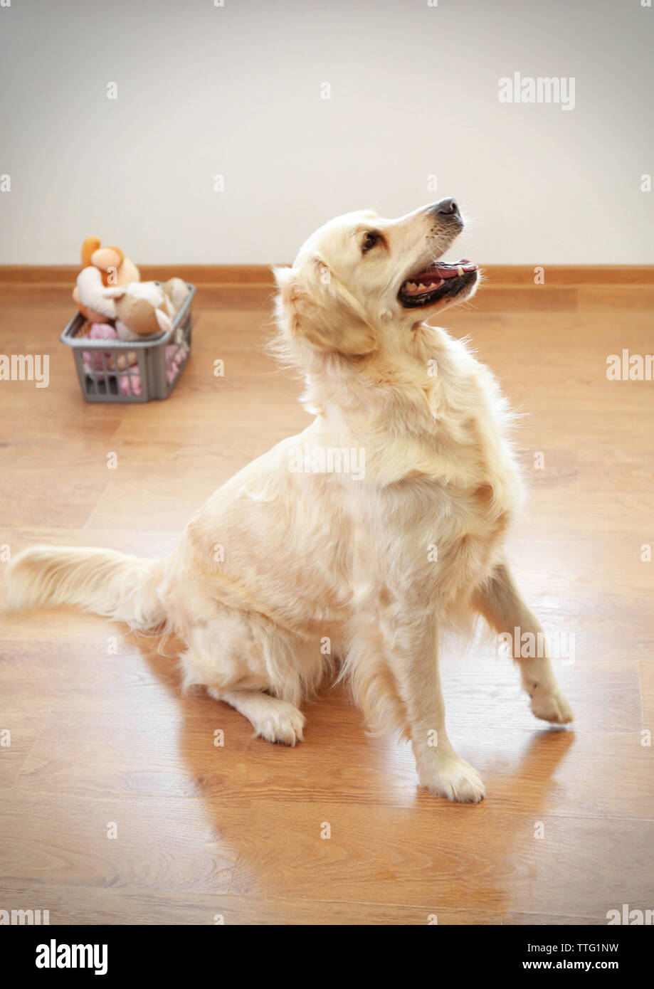 Golden retriever jouant sur le plancher à la maison Banque D'Images