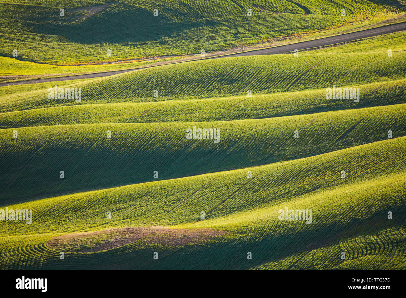 Vue panoramique des collines Palouse Banque D'Images