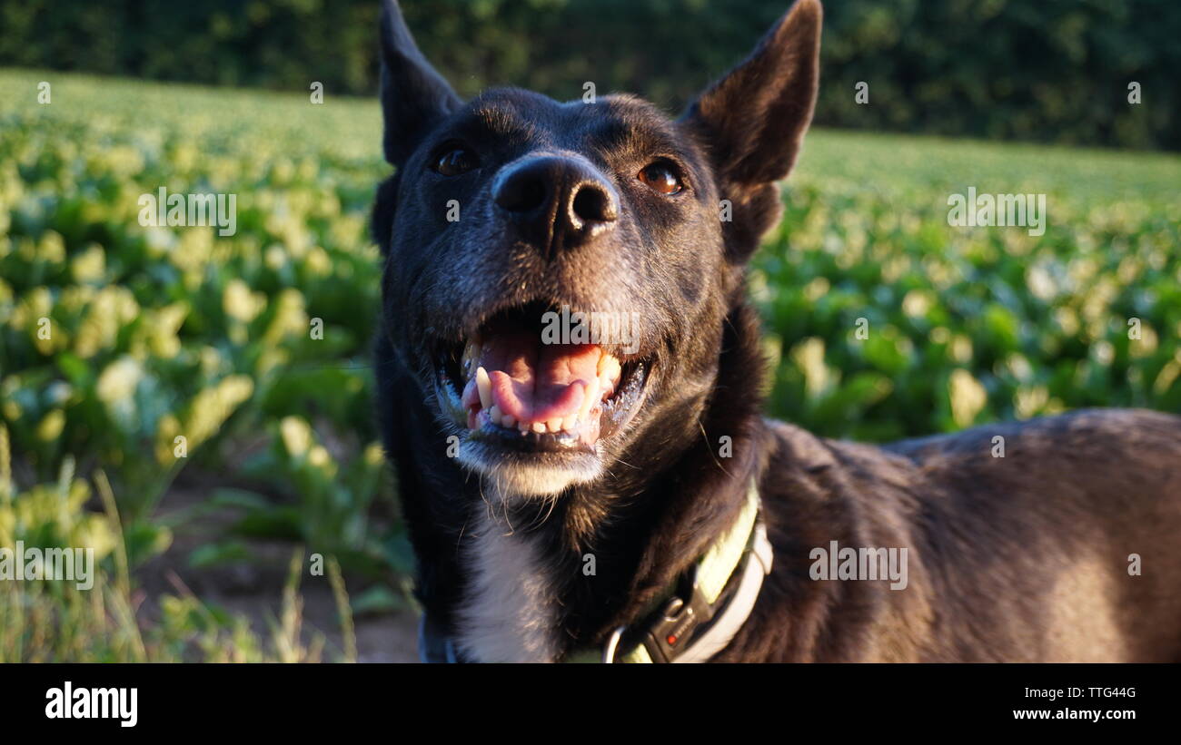 sourire de chien Banque D'Images