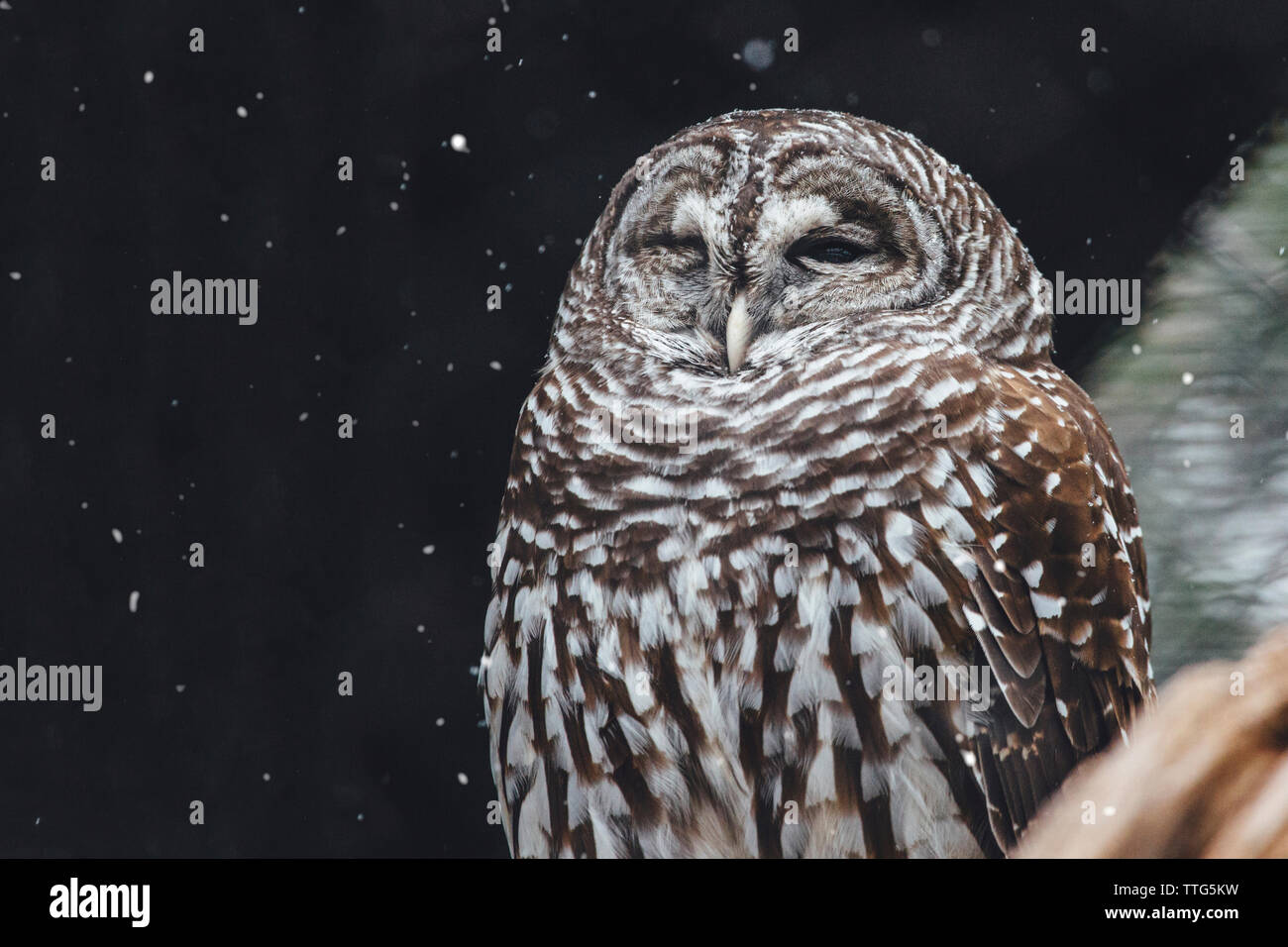 Close-up of owl durant l'automne de la neige Banque D'Images