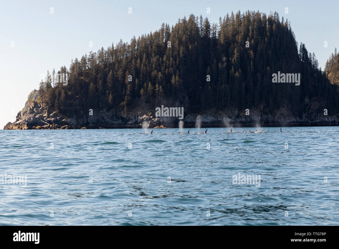 Vue panoramique de baleines exhalant contre île en mer à Kenai Fjords National Park Banque D'Images Vue panoramique de baleines exhalant contre île en mer à Kenai Fjords National Park Banque D'Images