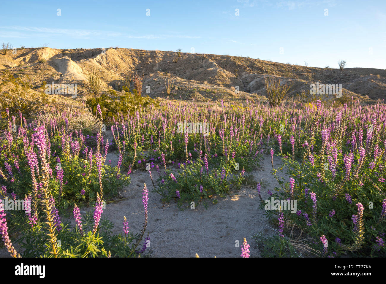 Les fleurs sauvages du désert dans le Borrego Badlands. Banque D'Images