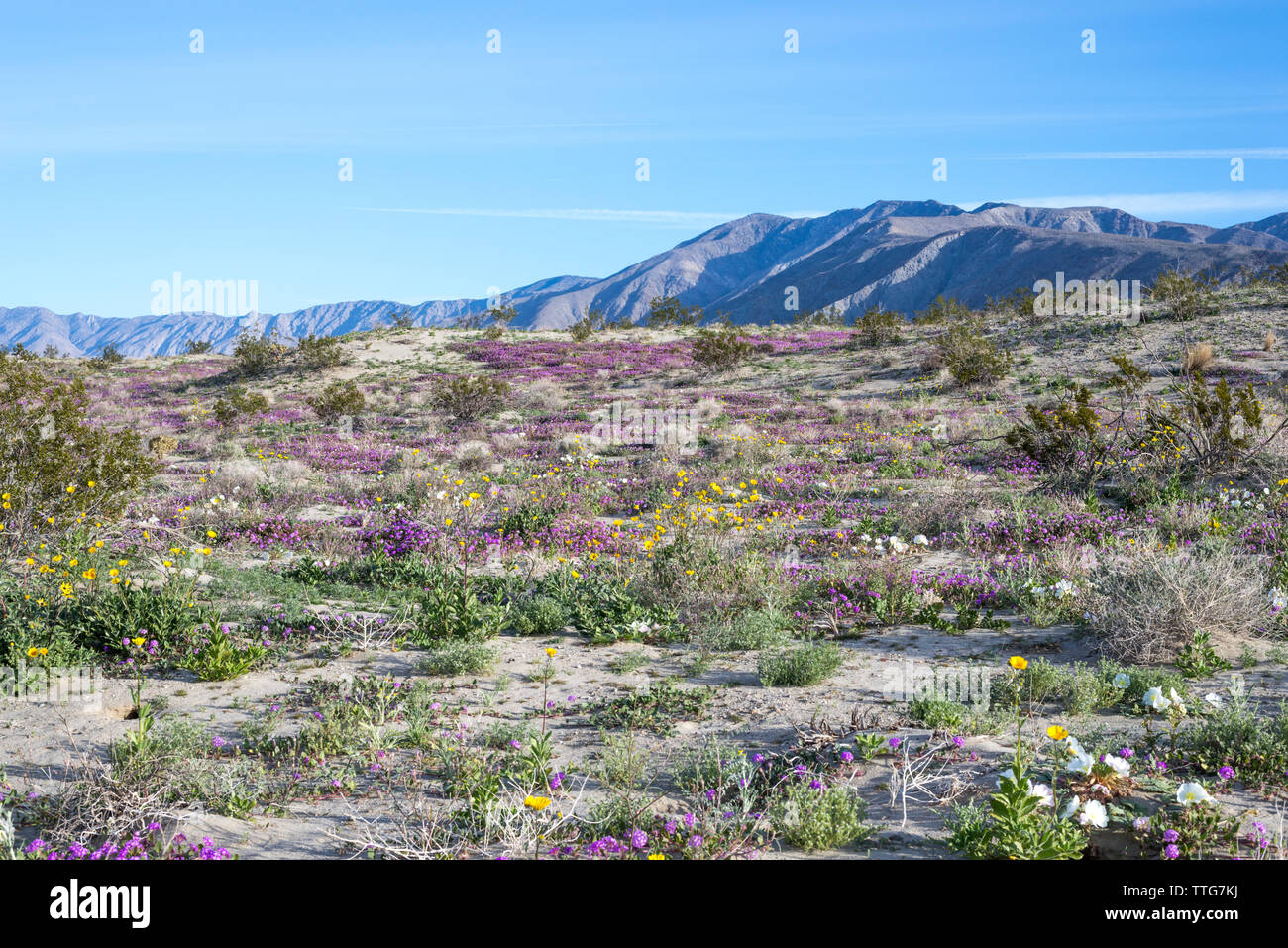 Les fleurs sauvages du désert dans le Borrego Badlands. Banque D'Images