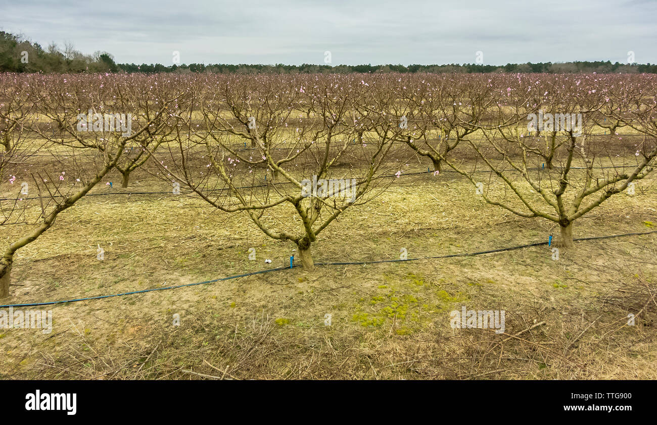 De plus en plus sur les pêchers en fleurs sur des fermes urbaines Banque D'Images