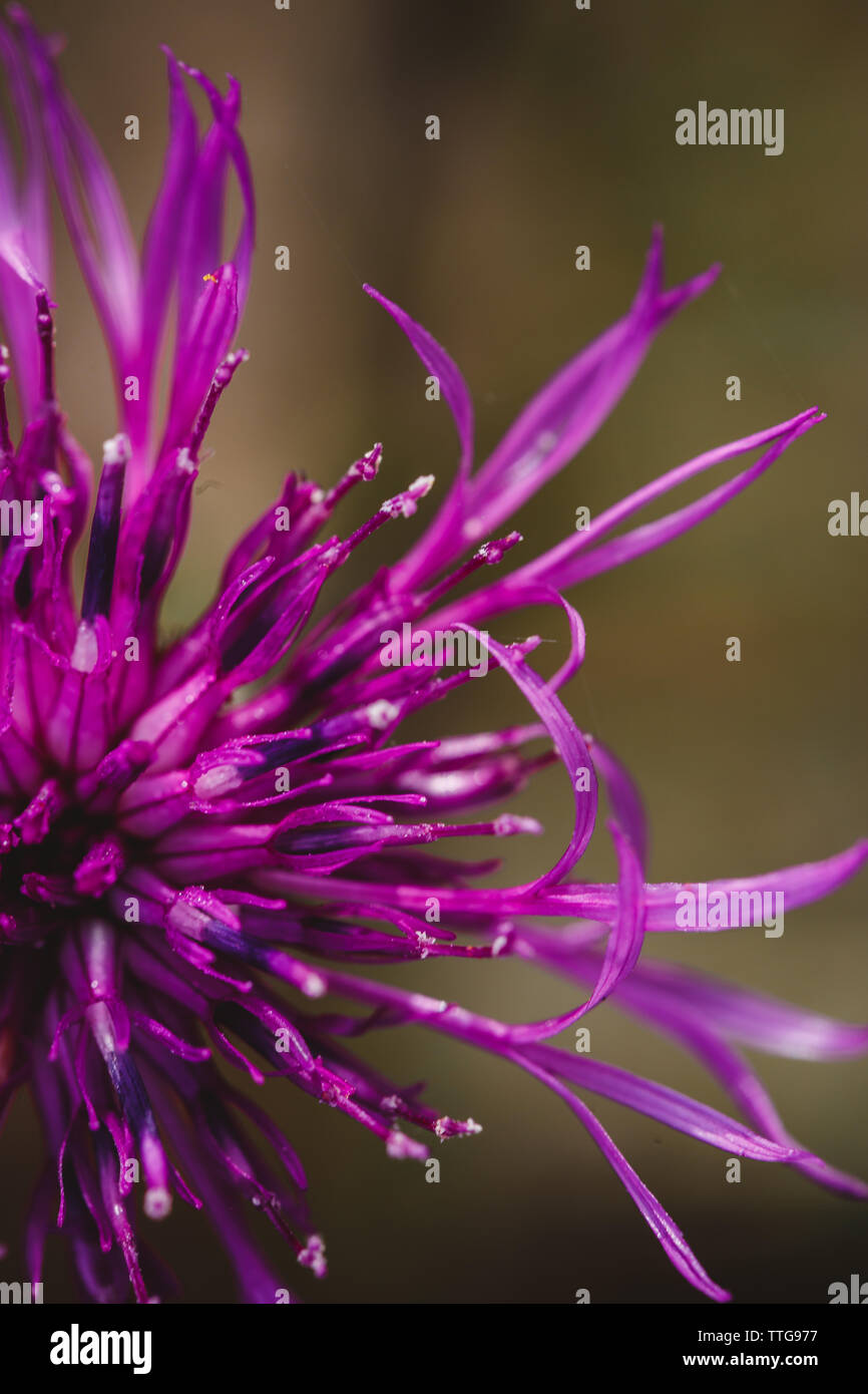 Close up de quelques pétales de fleurs magenta Banque D'Images