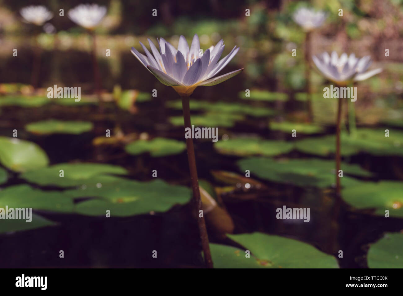 Nénuphar blanc dans le lac, nenuphar Banque D'Images