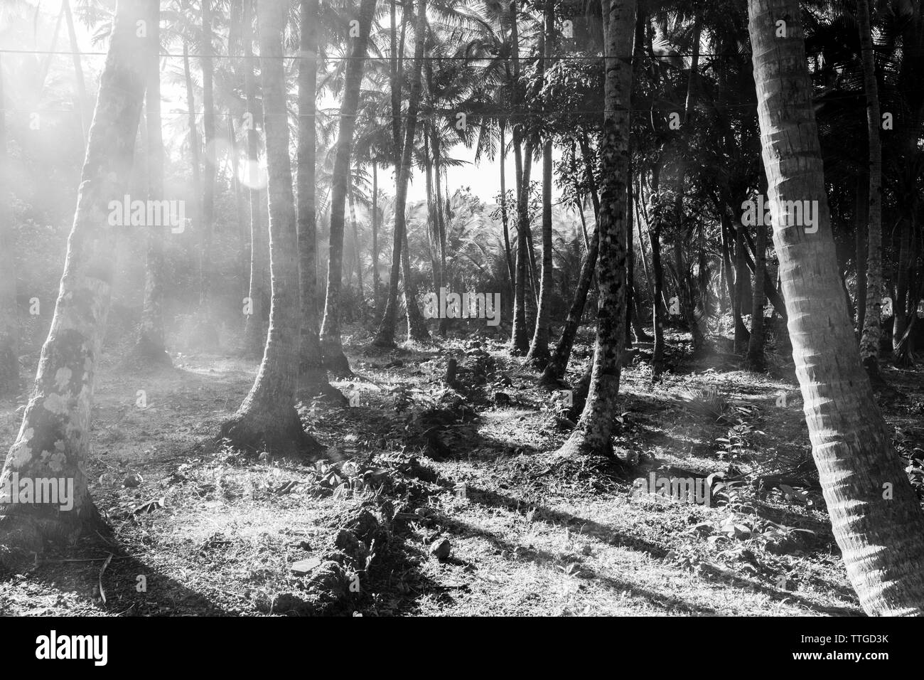 Un matin brumeux / Une journée dans les bois / Jungle @ Goa / Inde Banque D'Images