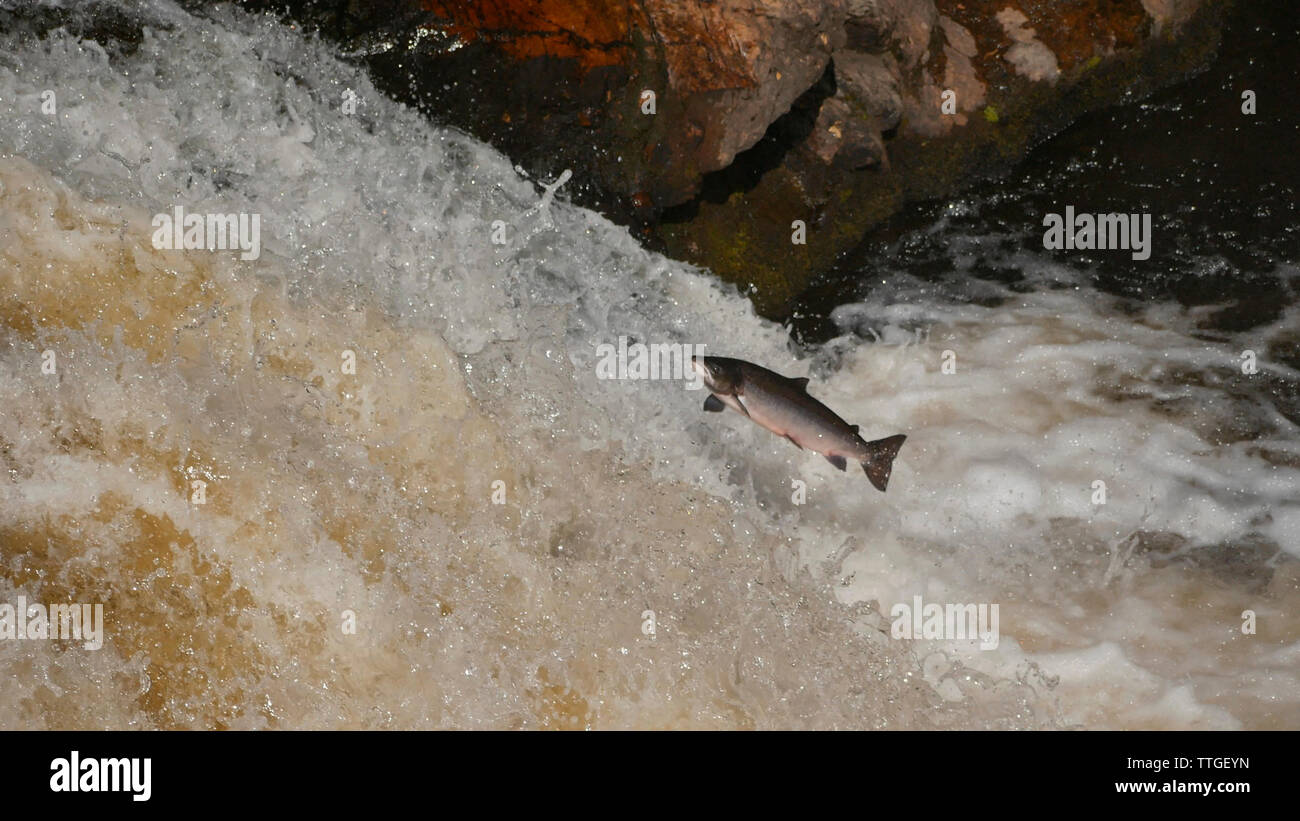 Saumon atlantique ( Salmo salar ) sautant jusqu'à la rivière Shin Banque D'Images