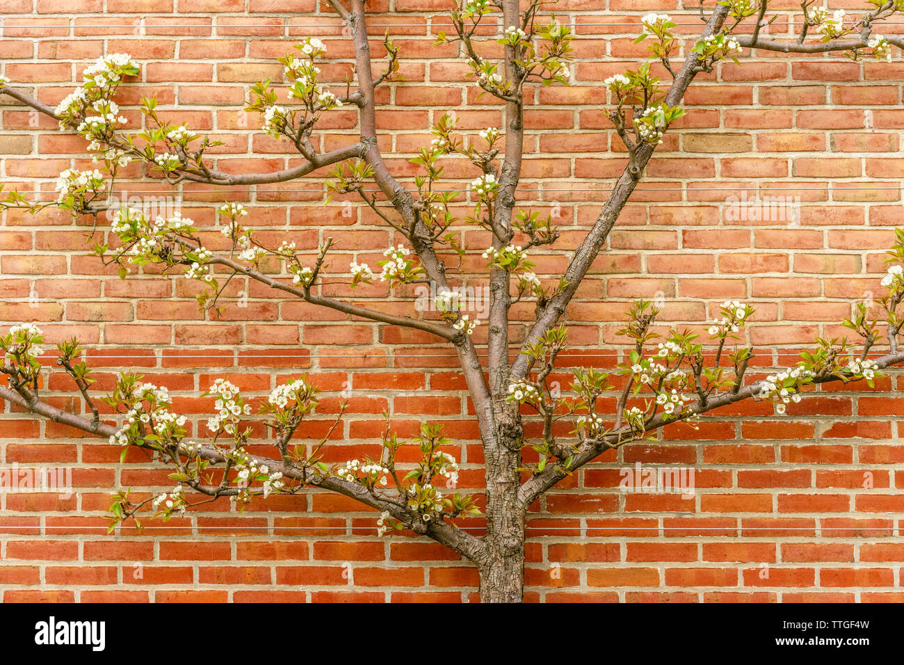 Kieffer poirier (Pyrus communis 'Kieffer') par mur de briques au printemps Banque D'Images