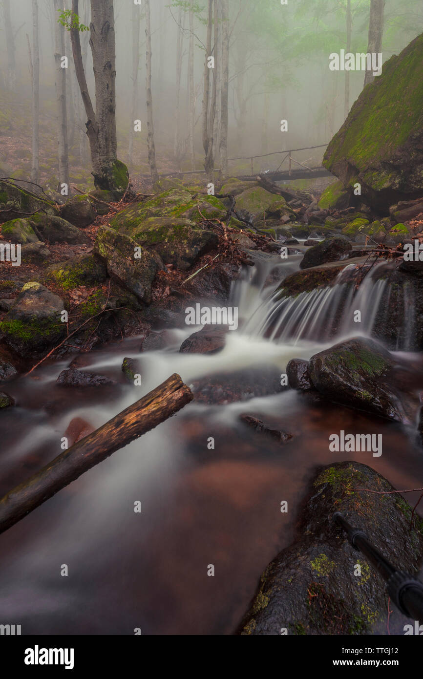White stream en forêt brumeuse Banque D'Images