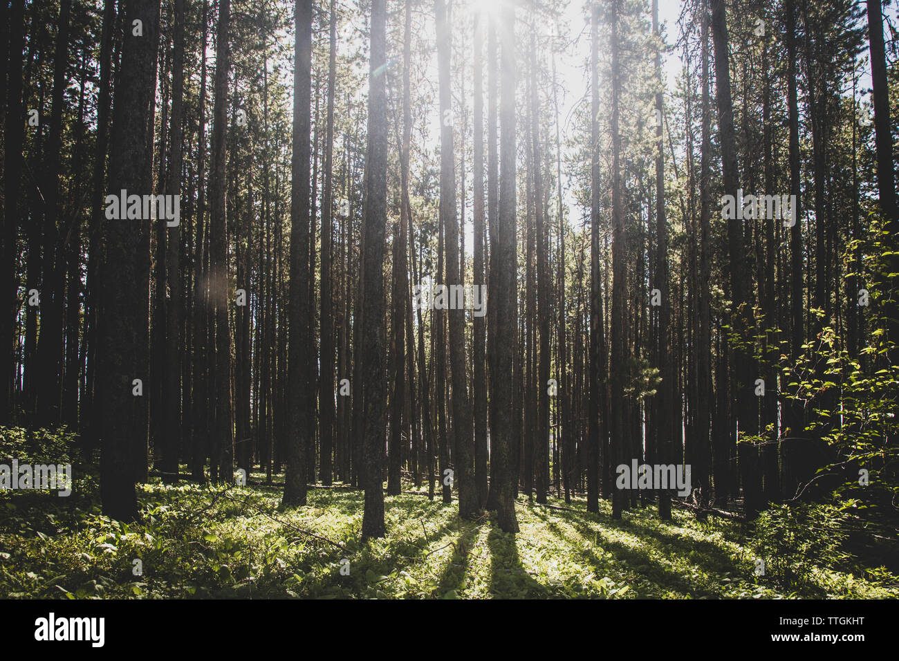 Le soleil passe à travers une forêt de pins tordus dans le nord-ouest du Montana. Banque D'Images