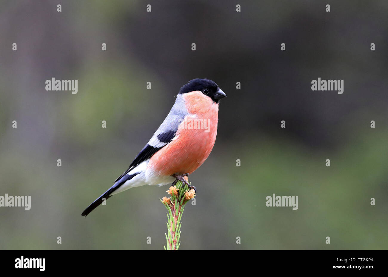 Bullfinch, Pyrrhula pyrrhula, mâle sur le dessus de l'épinette, fond propre Banque D'Images