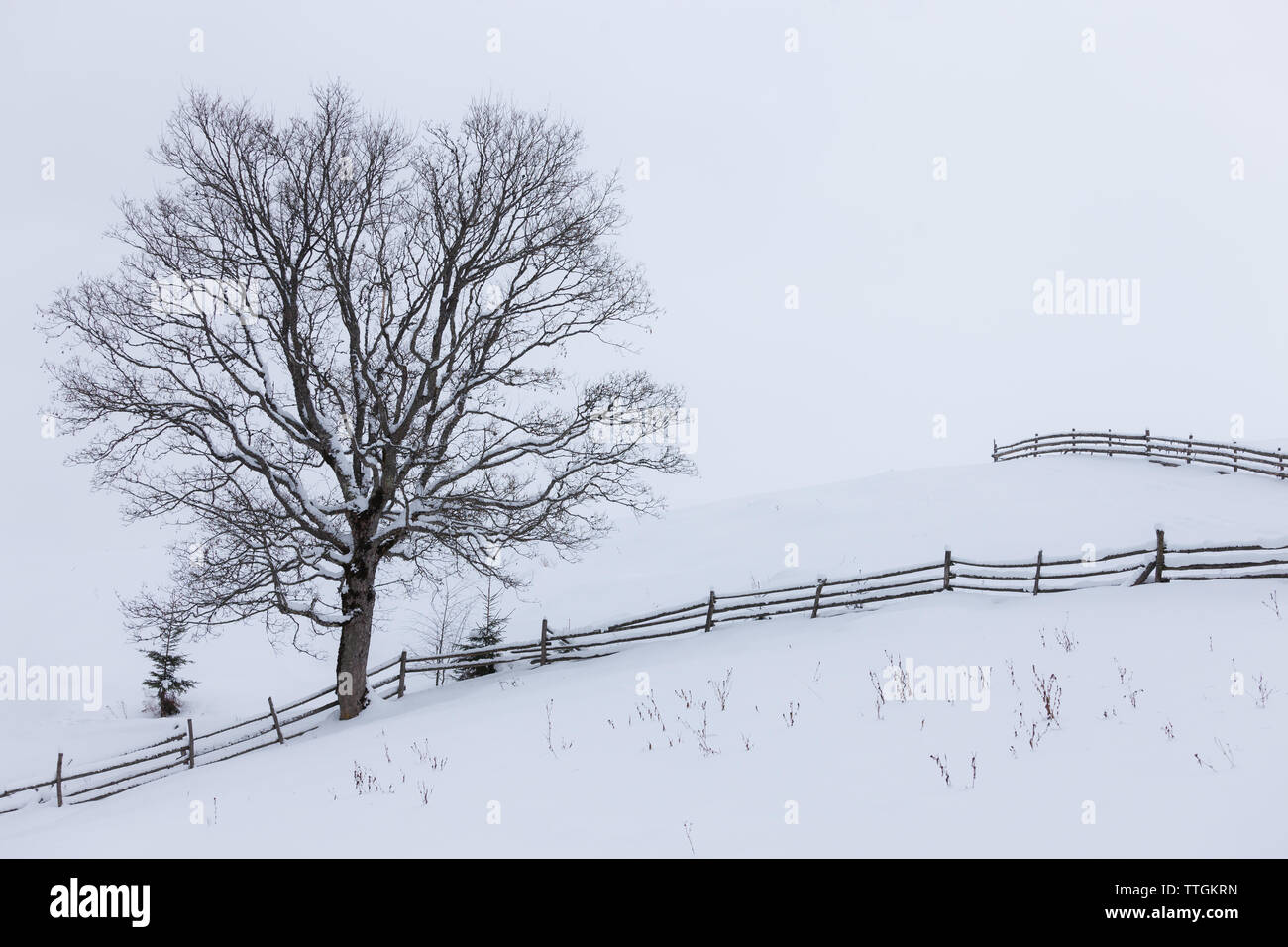 Lonely tree solitaire sur un champ d'hiver Banque D'Images