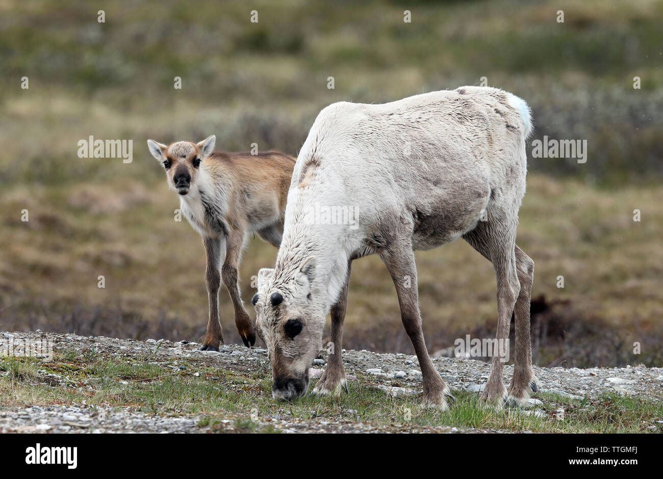 Renne veau et mère sur la toundra suédoise, été Banque D'Images