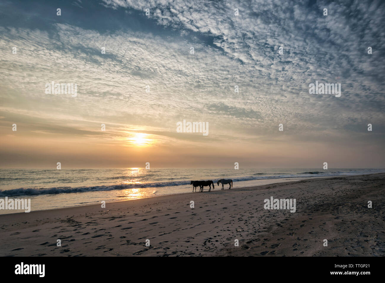Les chevaux à la silhouette ciel nuageux pendant le coucher du soleil Banque D'Images