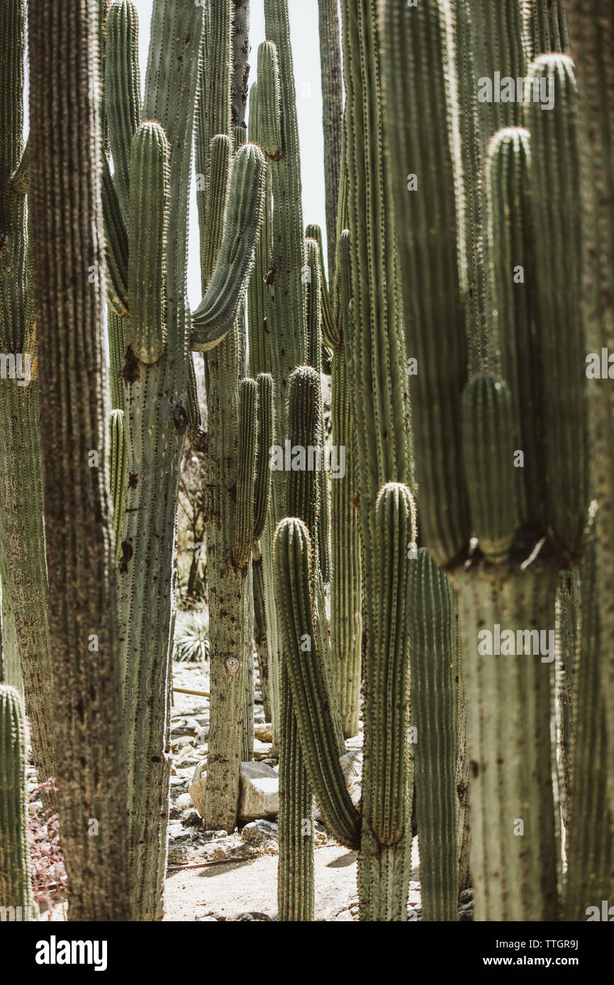 Forêt de saguaro cactus haut de plus en plus près les uns des autres au Mexique Banque D'Images