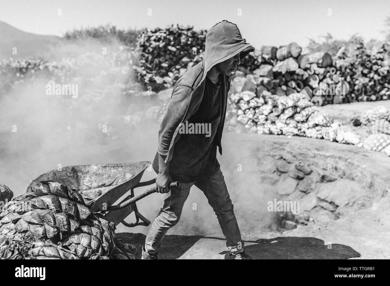 Mezcal travailleur un canon porte le cœur des plantes d'agave au feu Banque D'Images