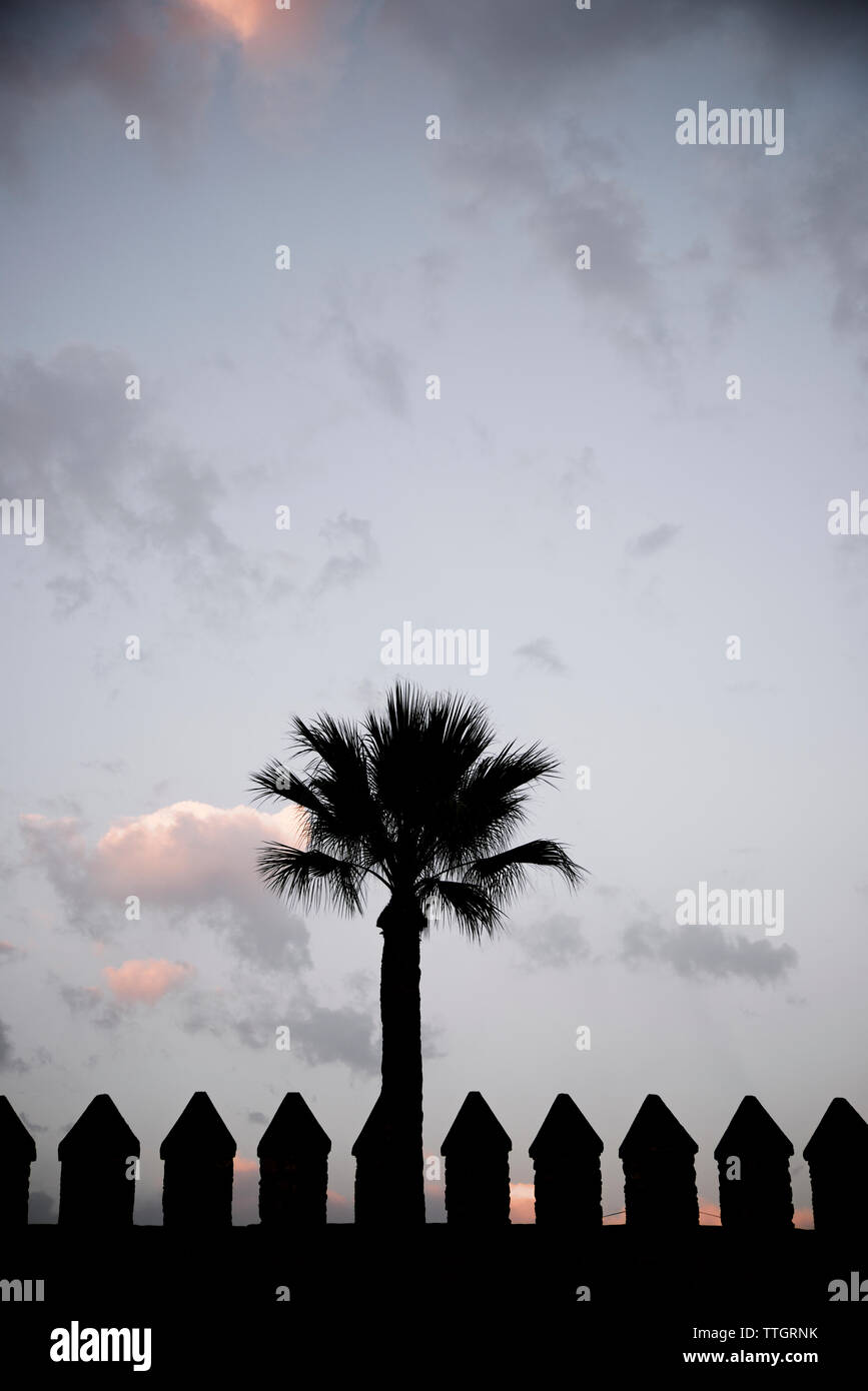 Palm tree Silhouette contre le ciel au coucher du soleil au cours de l'Alcazar de Cordoue Banque D'Images