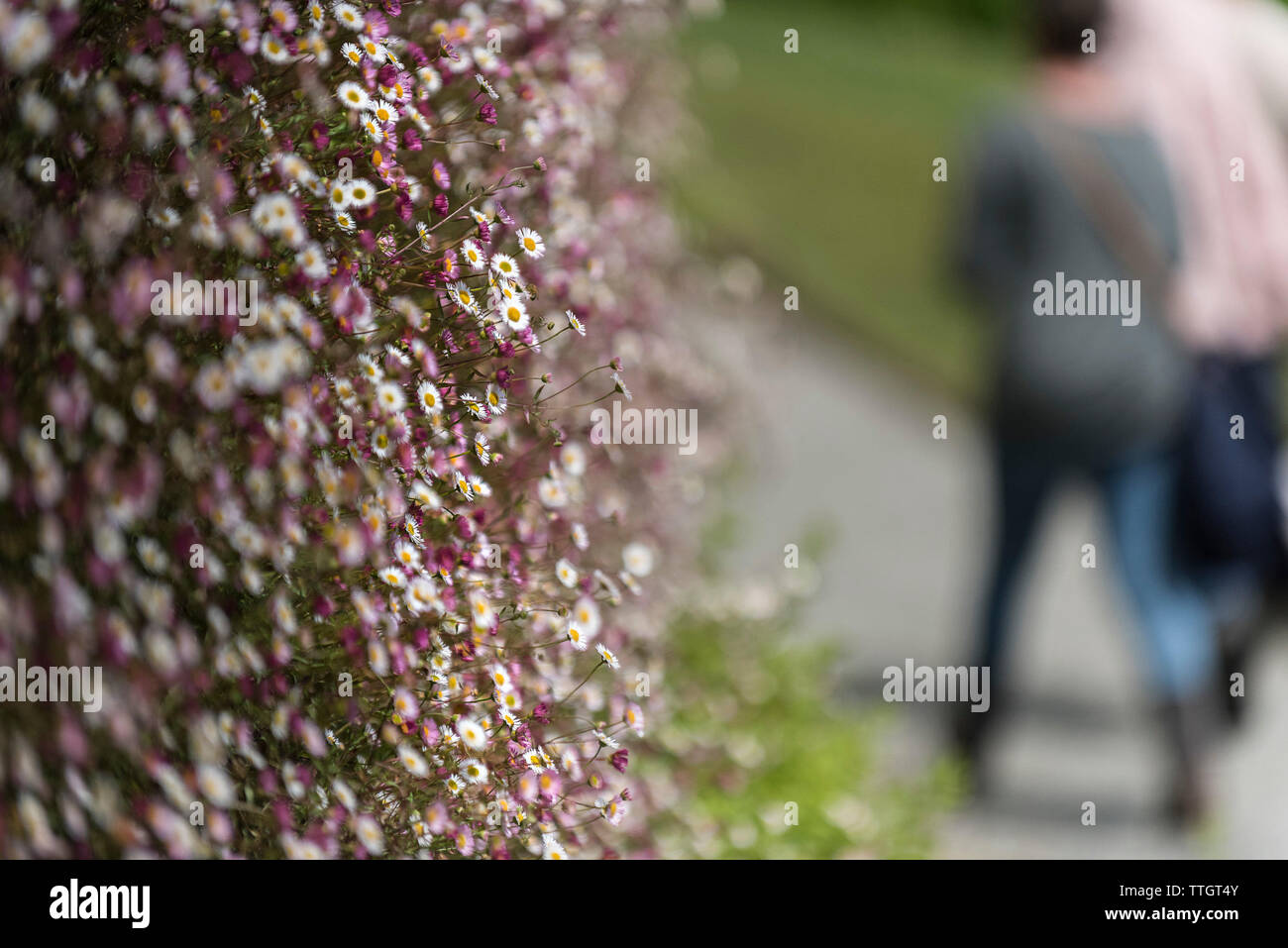 L'Erigeron karvinskianus poussant sur un mur. Banque D'Images