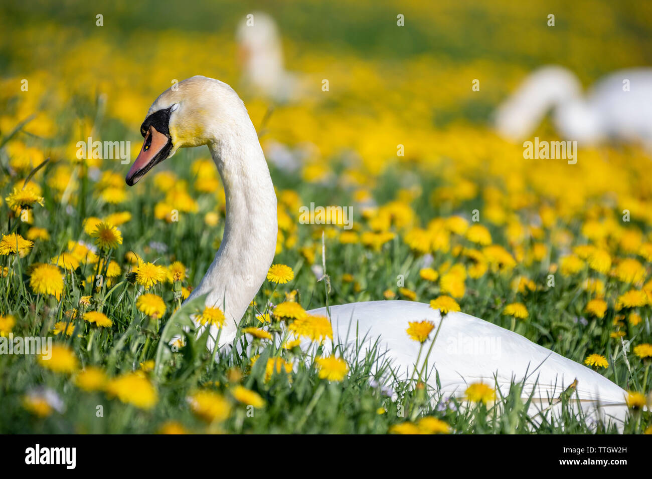 Swan dans un champ d'herbe pissenlit Banque D'Images