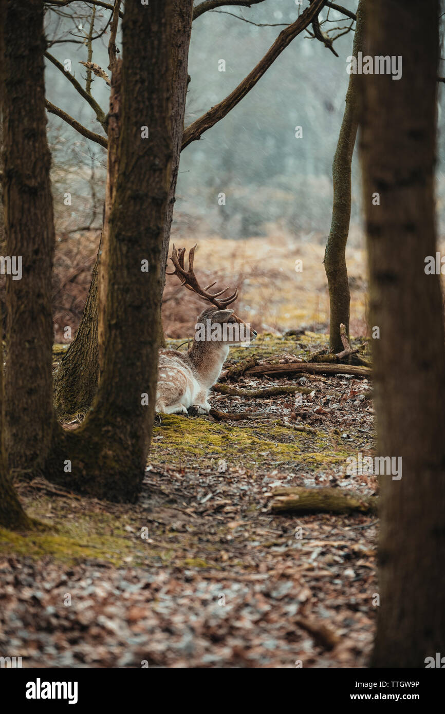 Les jeunes fallow deer-bull se cacher derrière arbre en jour de pluie. Banque D'Images
