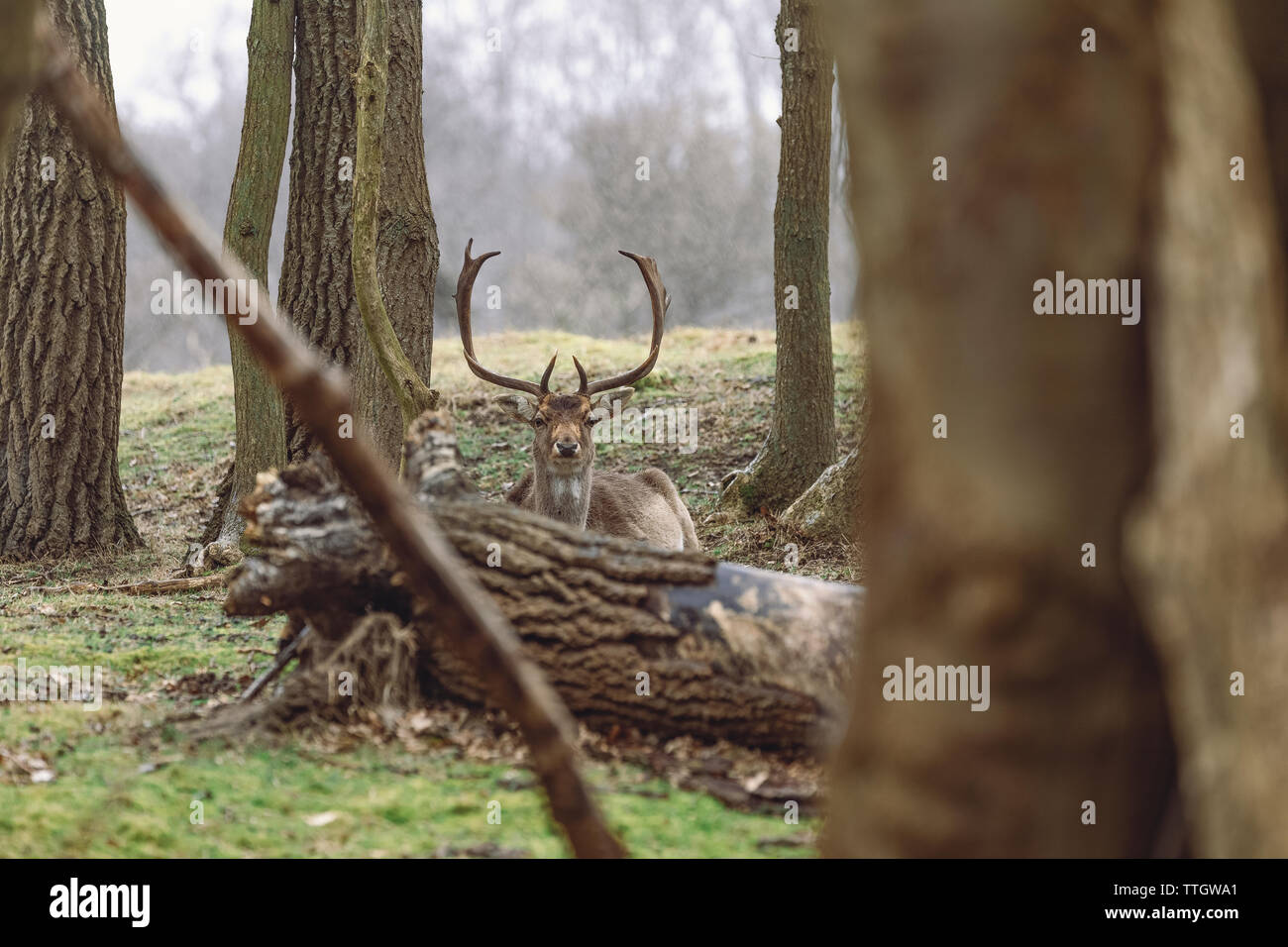 Cerfs-jachère bull se cache derrière un arbre tombé en forêt, journée de printemps. Banque D'Images