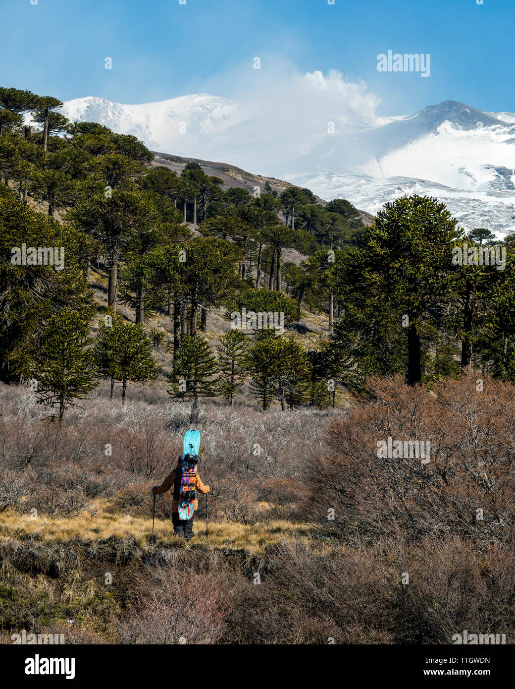 Une femmes splitboarder regarde Volcan Copahue, crachant de la fumée et des cendres Banque D'Images