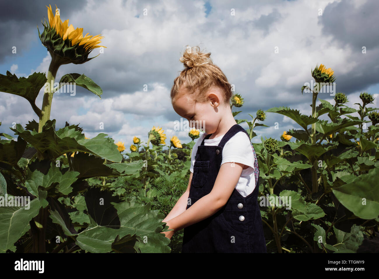 Girl au milieu des tournesols contre ciel nuageux à farm Banque D'Images