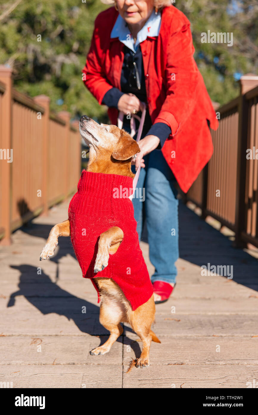 Senior woman enseigne à son chien borgne, un truc à l'extérieur. Banque D'Images