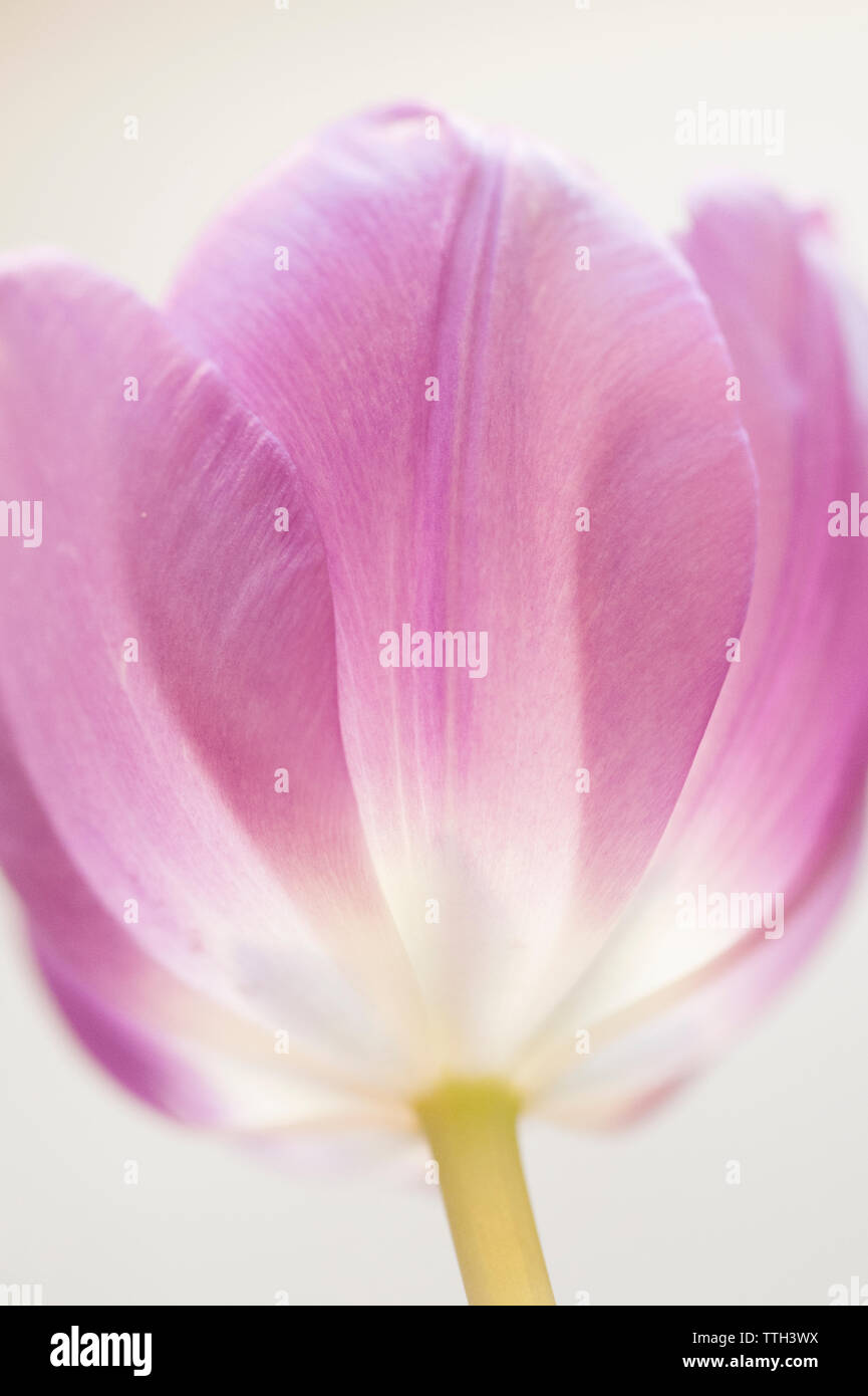 Up-close Macro Image d'une tulipe Banque D'Images