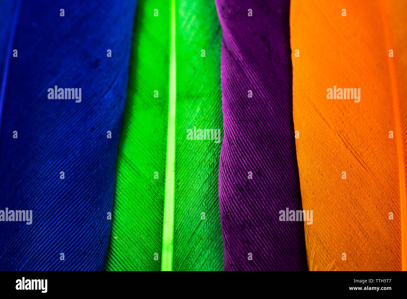 Studio shot photo de plumes d'oiseau de couleur comme texture background Banque D'Images
