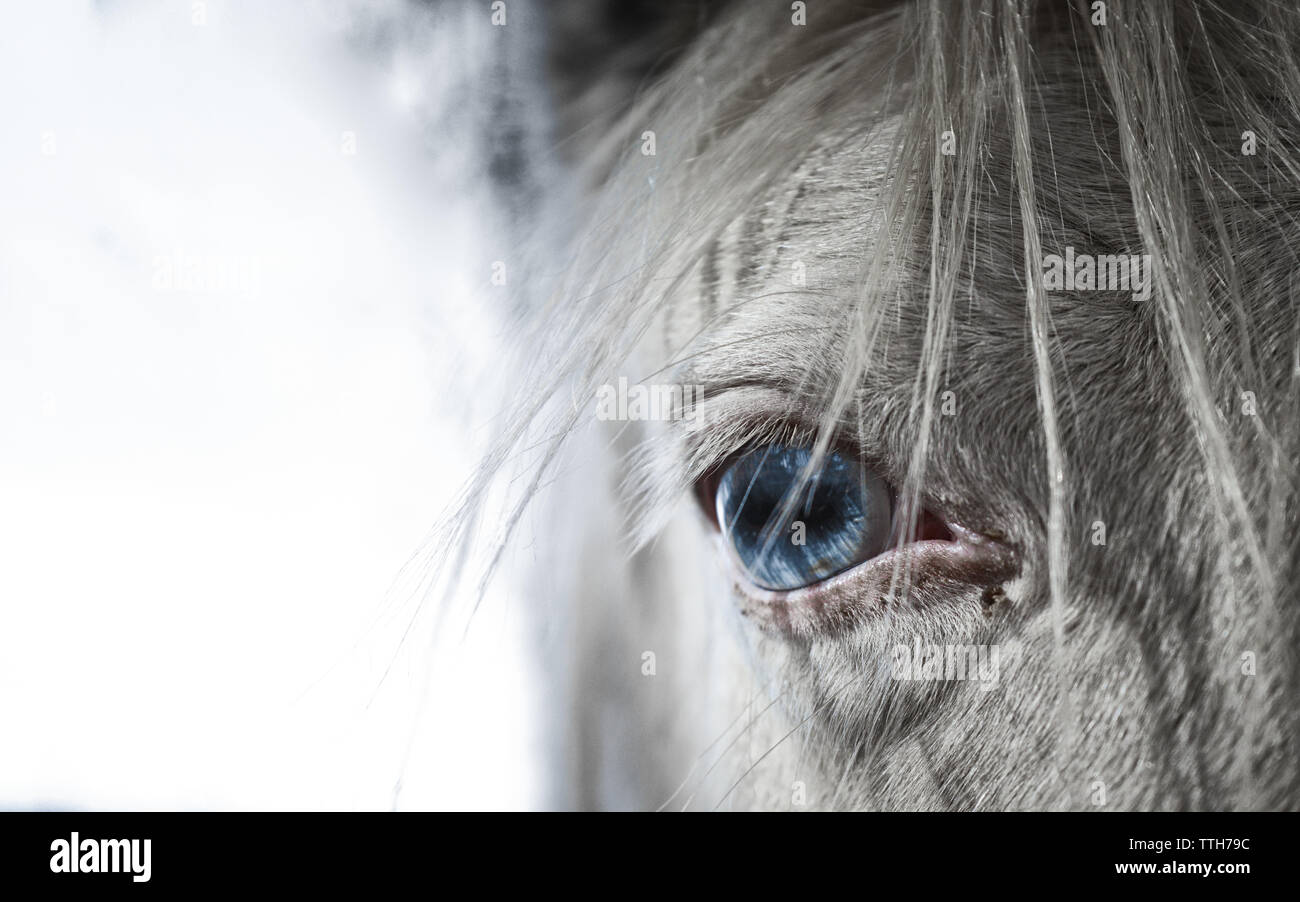 Close-up of Horse bleu ensemble les yeux et le visage contre le ciel blanc Banque D'Images