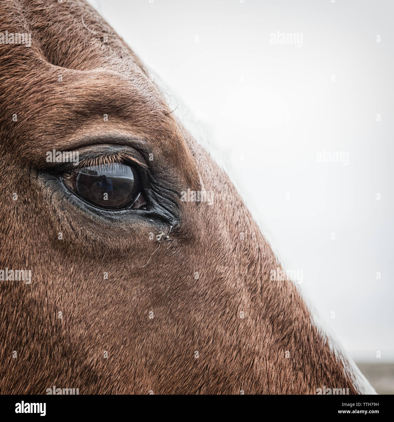 Close-up of horse eye et face contre ciel blanc Banque D'Images